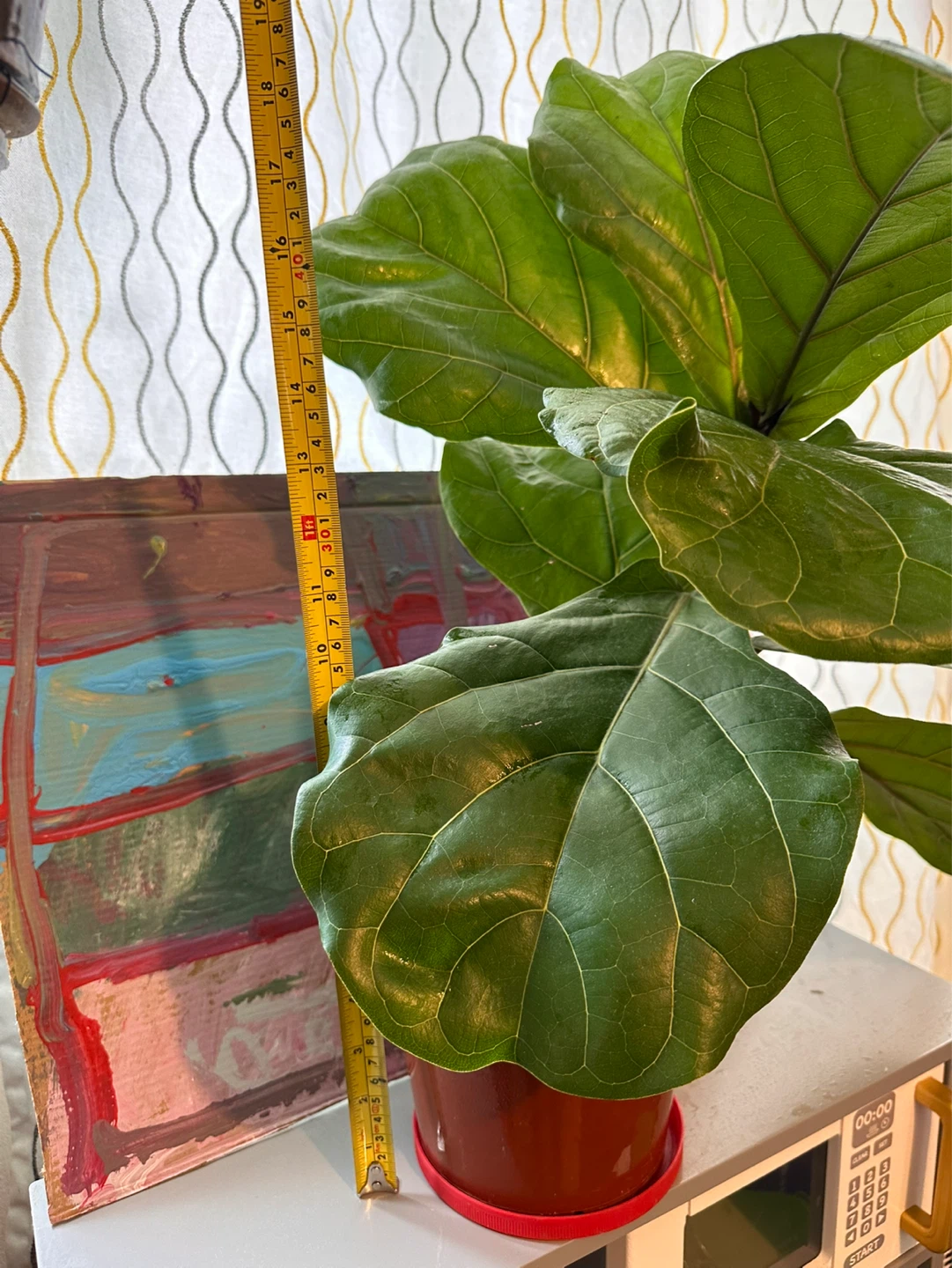 Fiddle leaf fig tree - photo 4