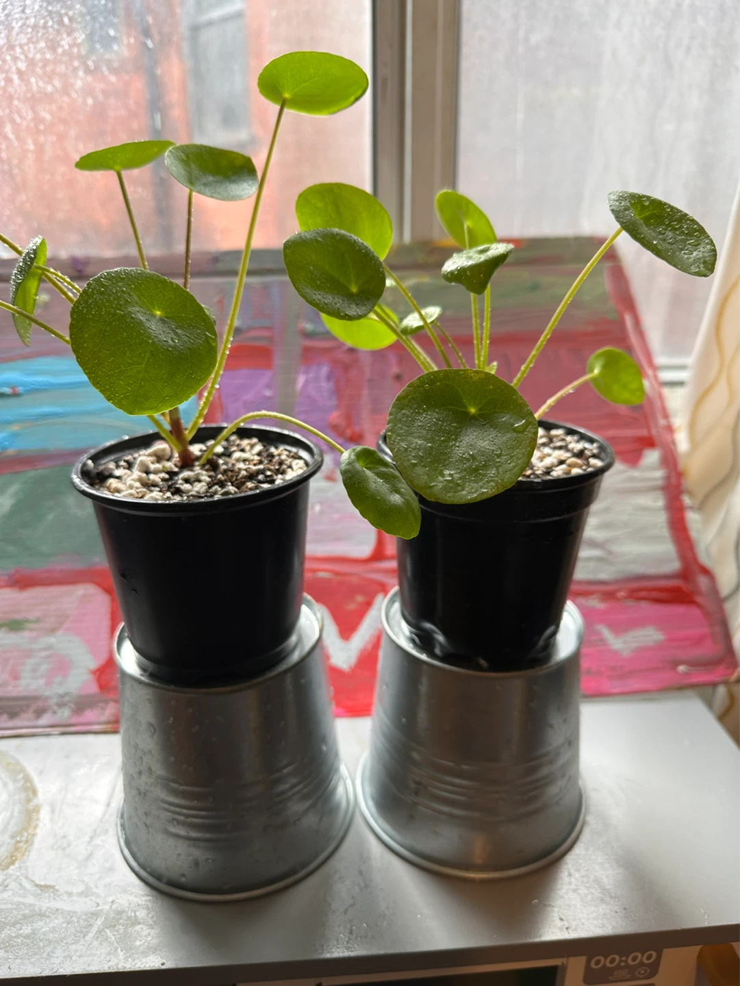 Two Pilea Peperomioides Plants
