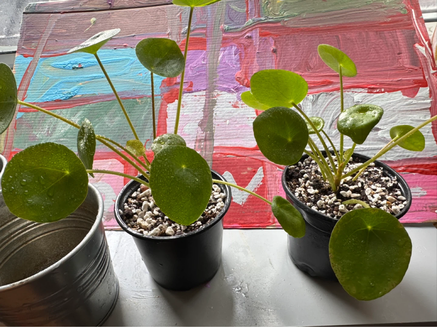 Two Pilea Peperomioides Plants - photo 5