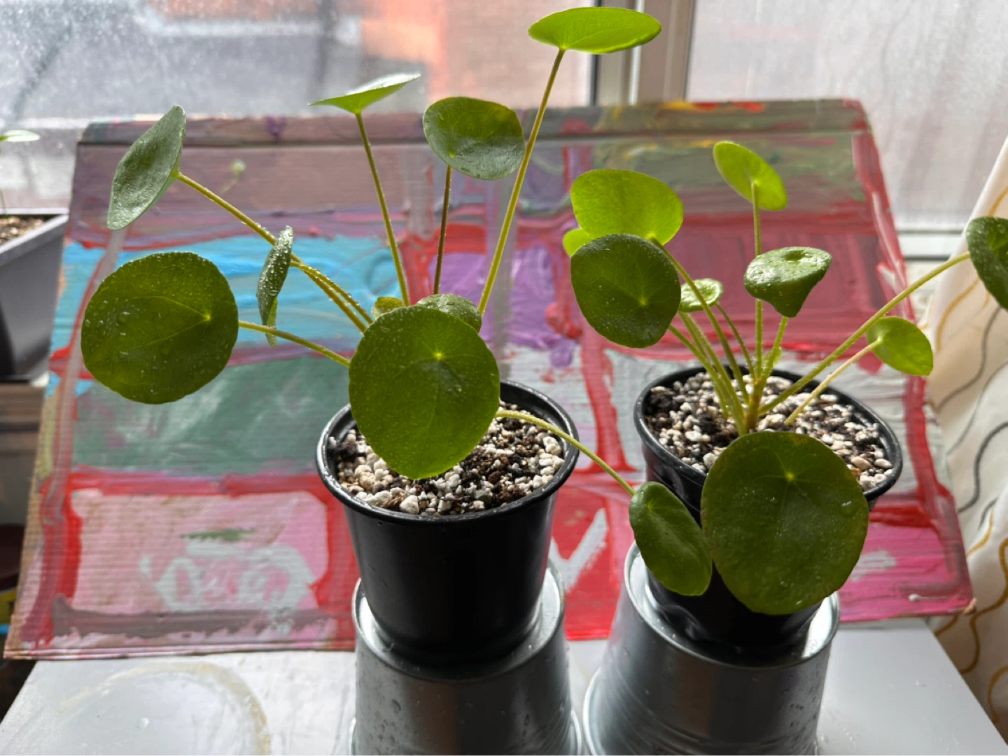 Two Pilea Peperomioides Plants - photo 2