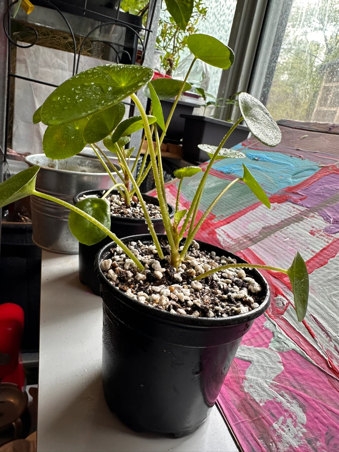 Two Pilea Peperomioides Plants - photo 3
