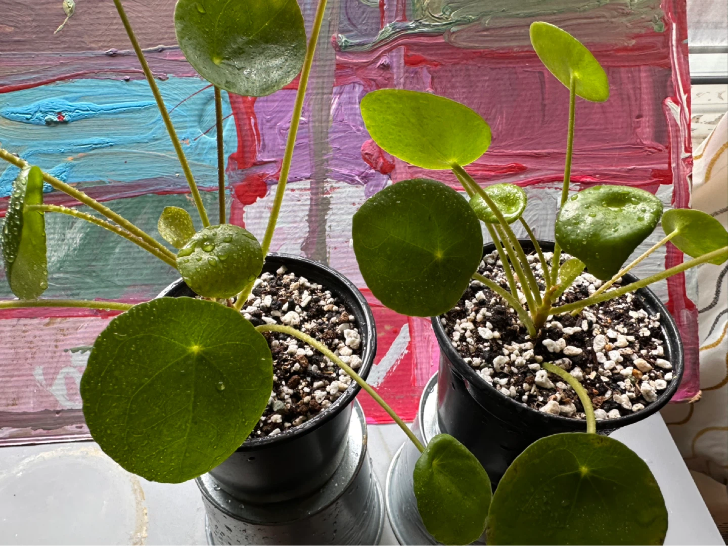 Two Pilea Peperomioides Plants - photo 4