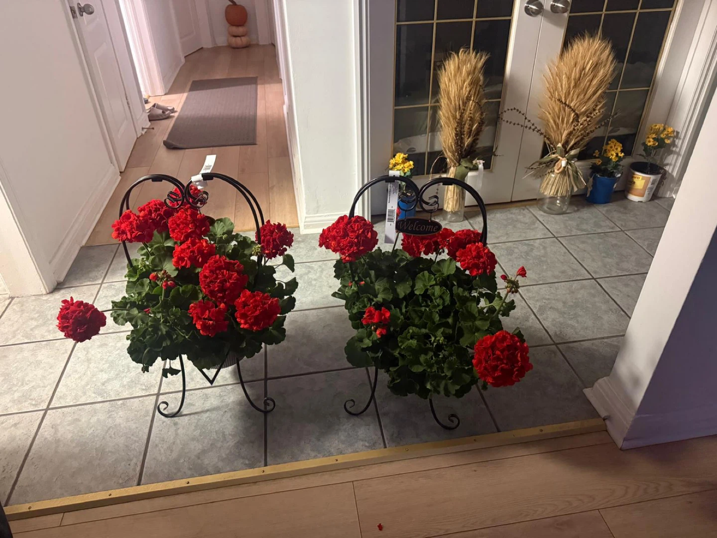 Red Geranium Plant in Heart-Shaped Hanging Basket