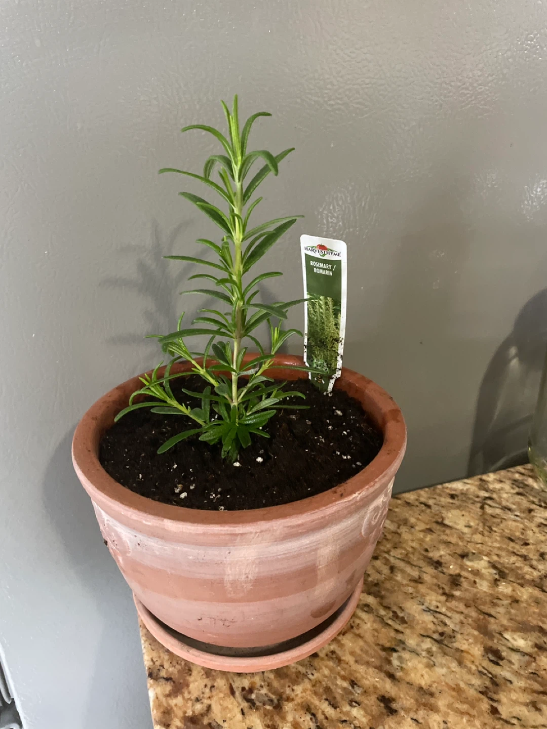 Rosemary Plant in ceramic pot