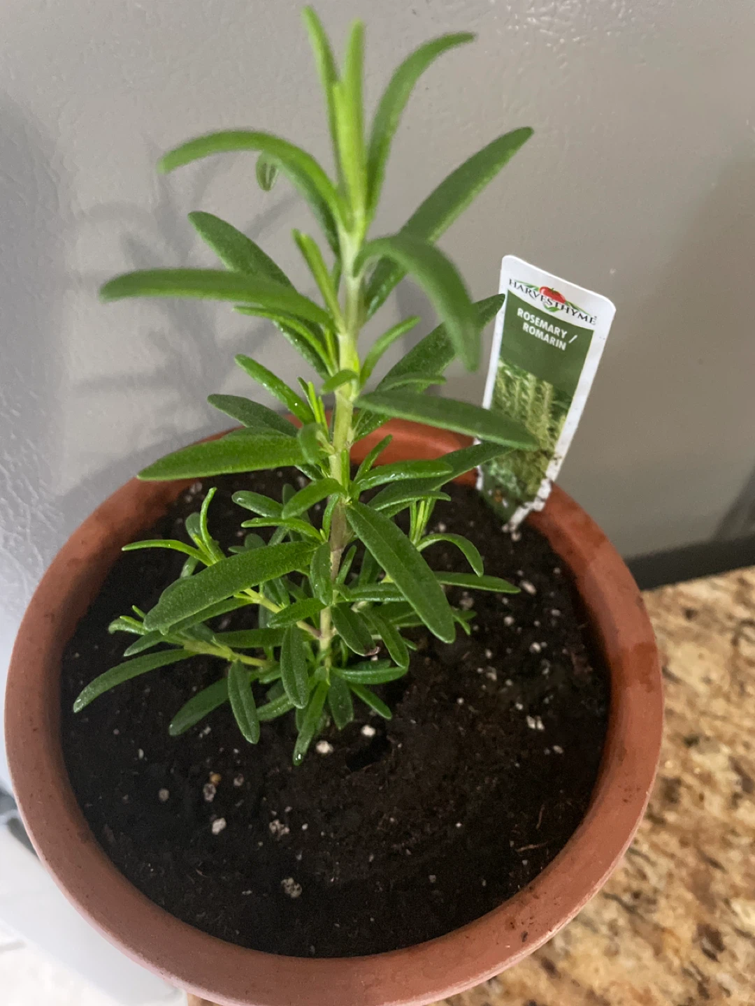 Rosemary Plant in ceramic pot - photo 2