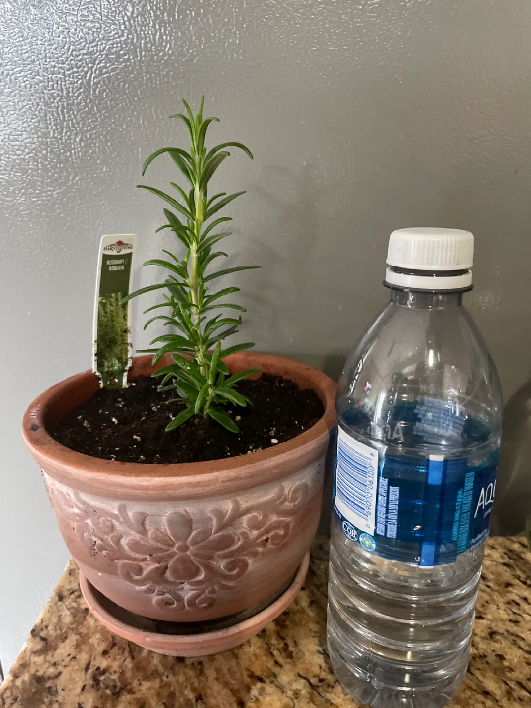 Rosemary Plant in ceramic pot - photo 4