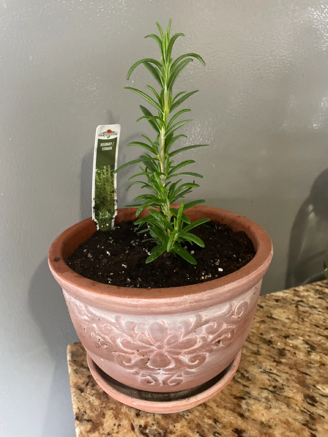 Rosemary Plant in ceramic pot - photo 3