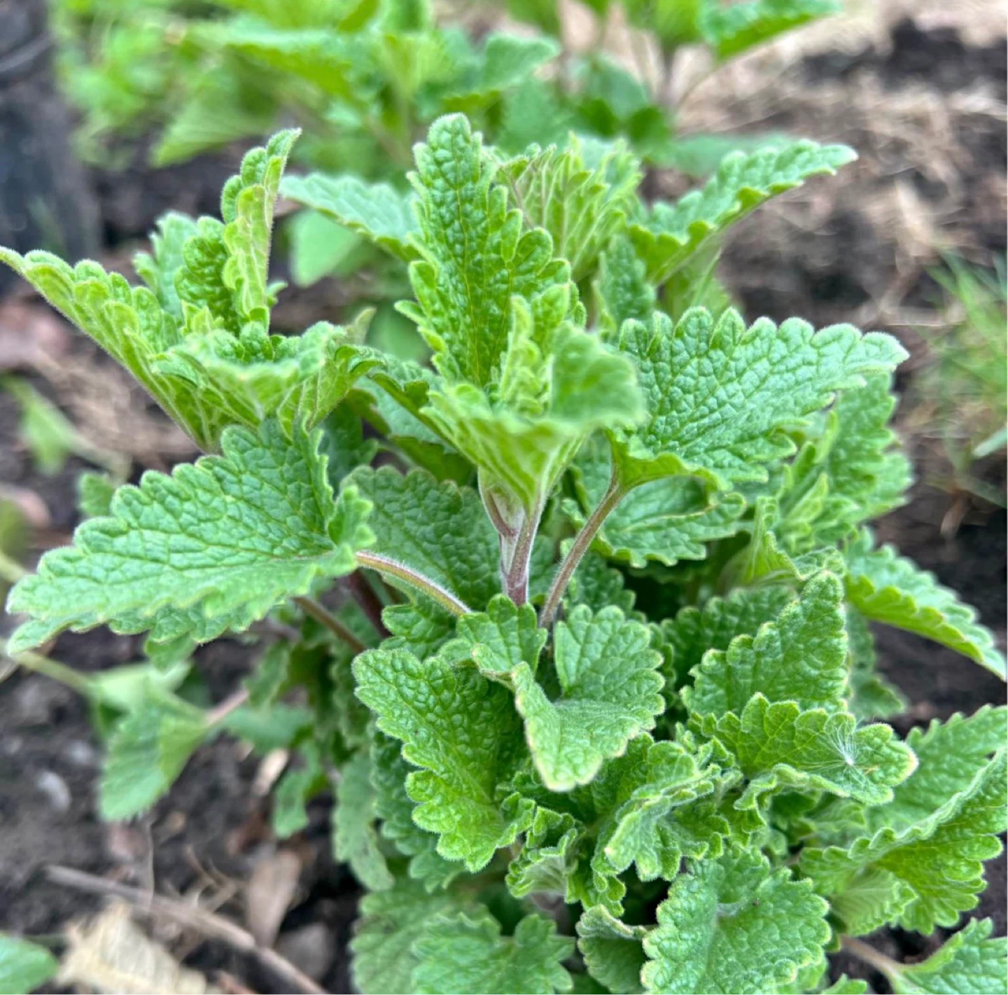 Lemon balm cuttings