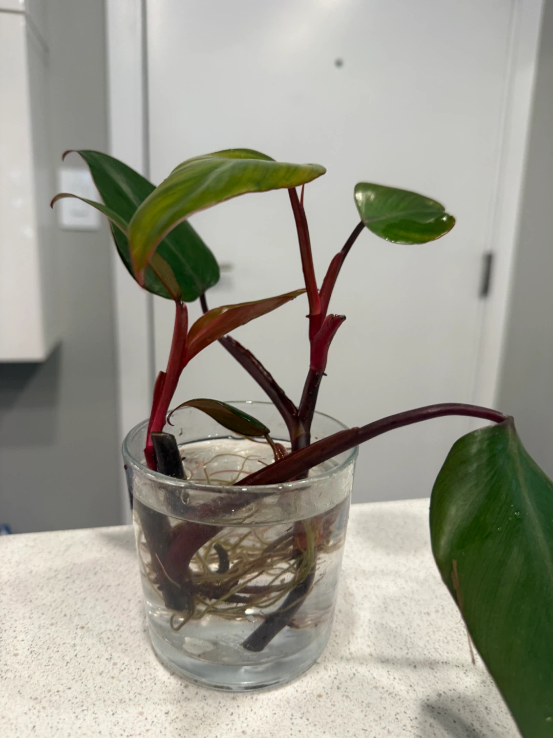 Philodendron Strawberry Shake Plant Cutting - photo 2