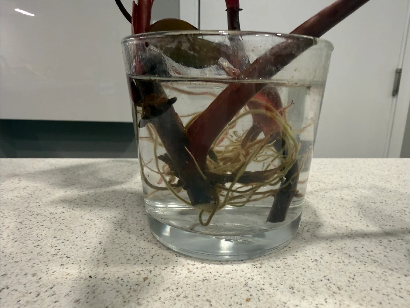Philodendron Strawberry Shake Plant Cutting - photo 4