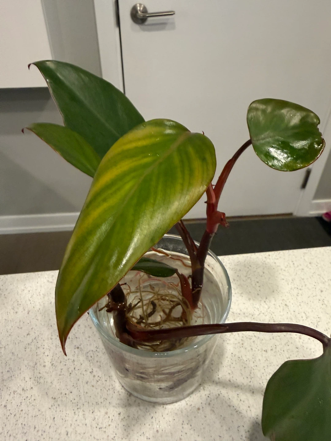 Philodendron Strawberry Shake Plant Cutting