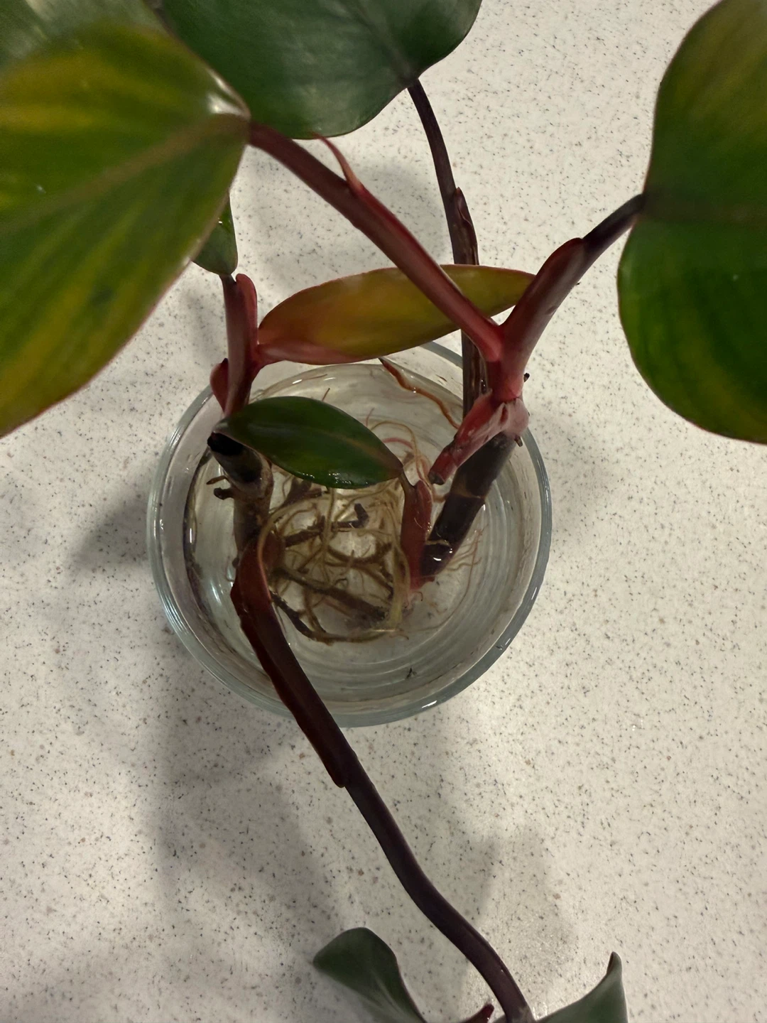 Philodendron Strawberry Shake Plant Cutting - photo 3