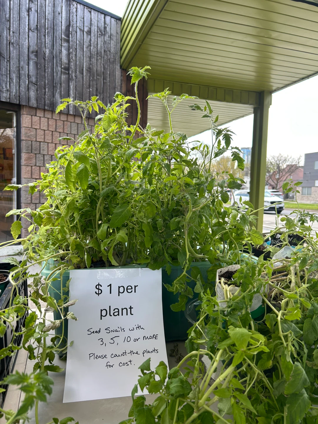 Mystery Tomato Seedlings