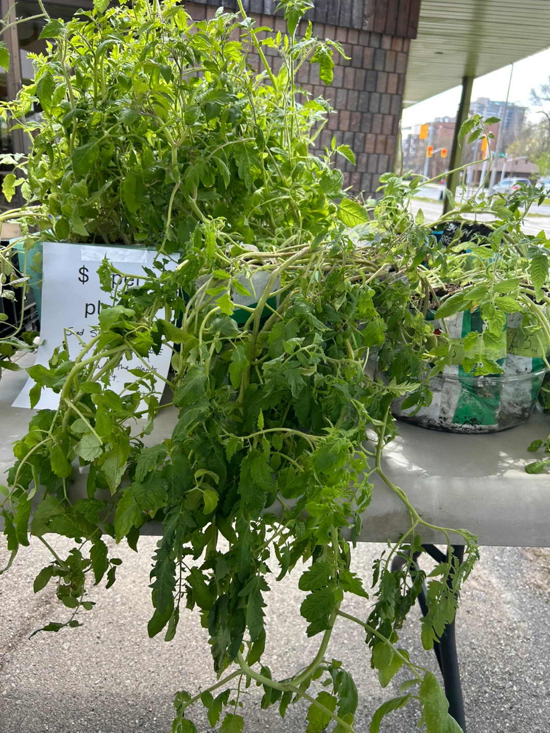 Mystery Tomato Seedlings - photo 3