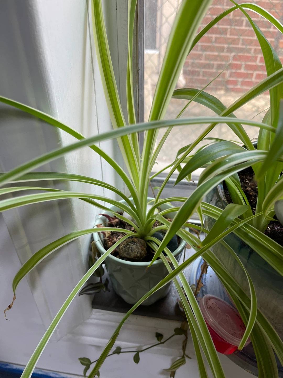 Spider Plant in Pot