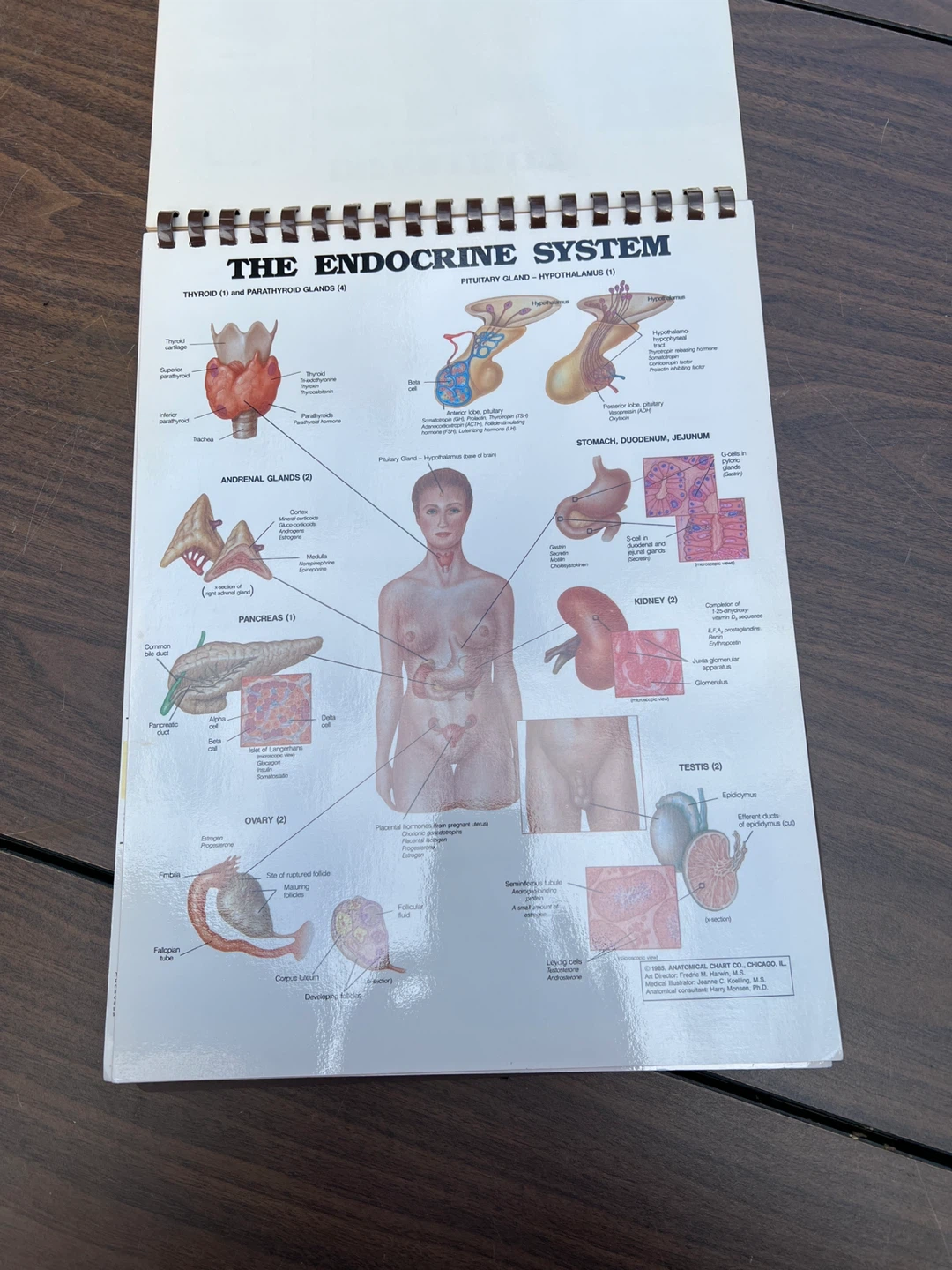 The Anatomical Chart Series by Peter Bachin and Ernest Beck - photo 5