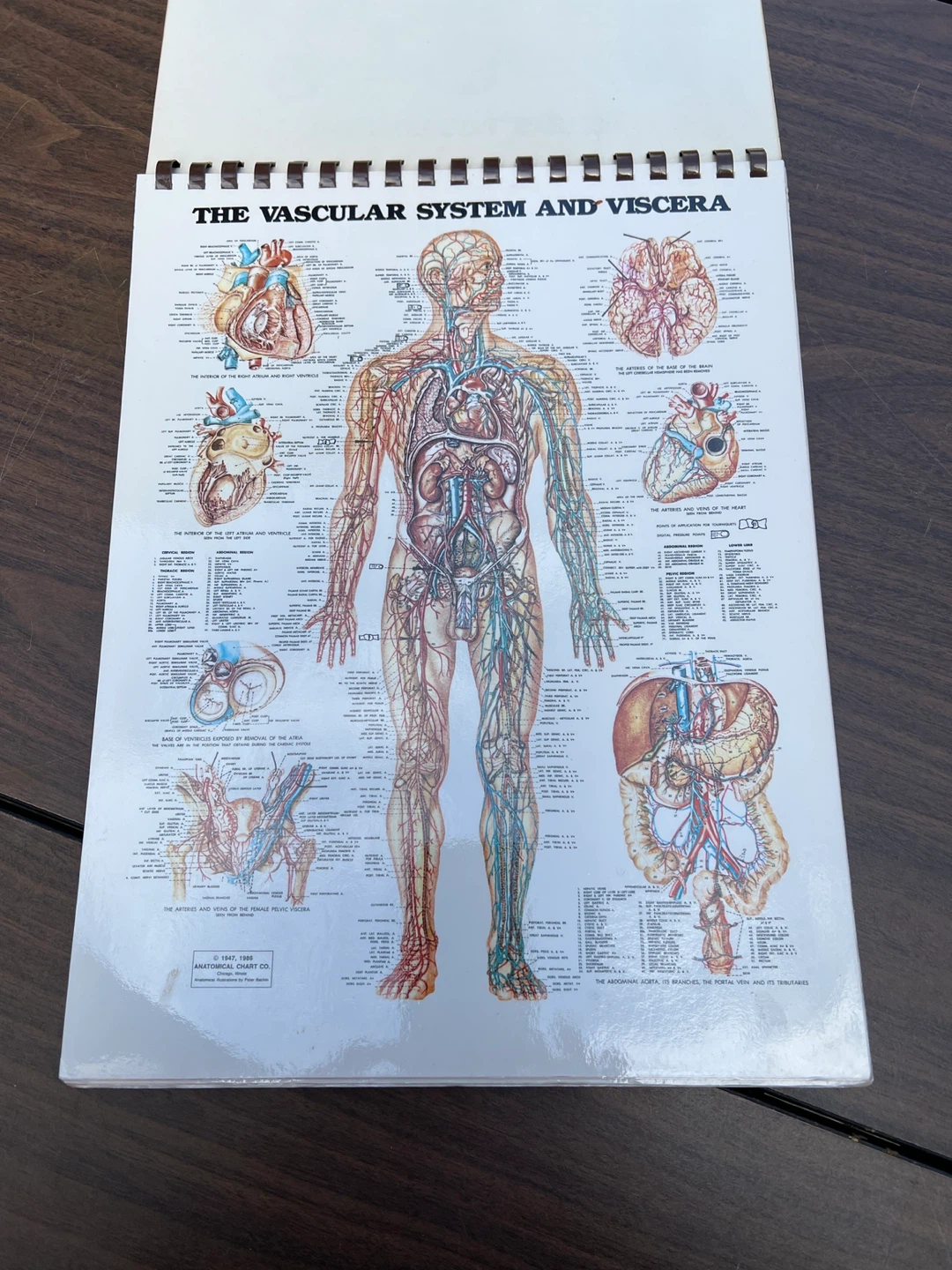 The Anatomical Chart Series by Peter Bachin and Ernest Beck - photo 3