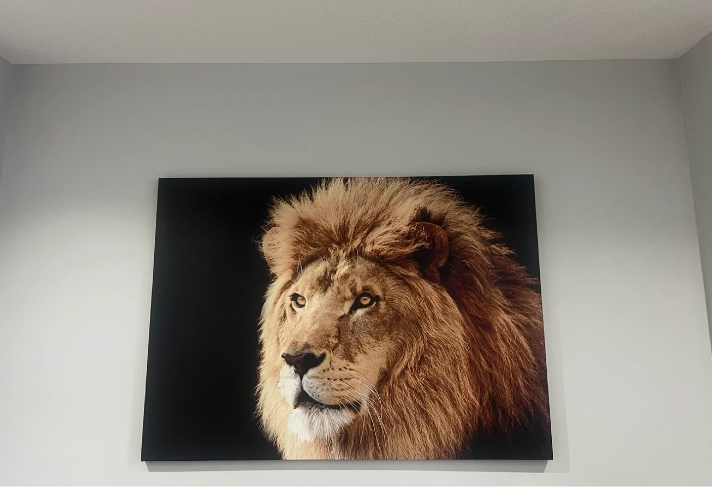 Lion Head Canvas Wall Art