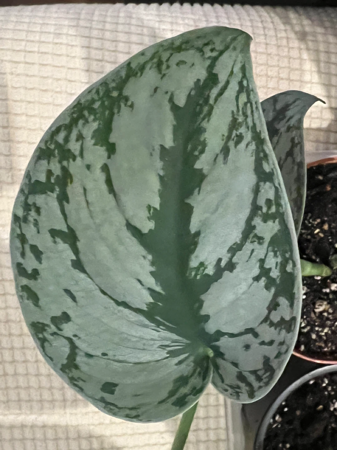 BeautifullyHomeGrown EasyCare ShinySilverPothos ONLY$10
