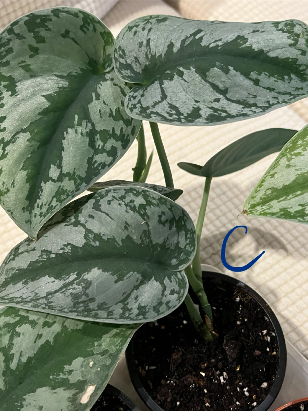 BeautifullyHomeGrown EasyCare ShinySilverPothos ONLY$10 - photo 4