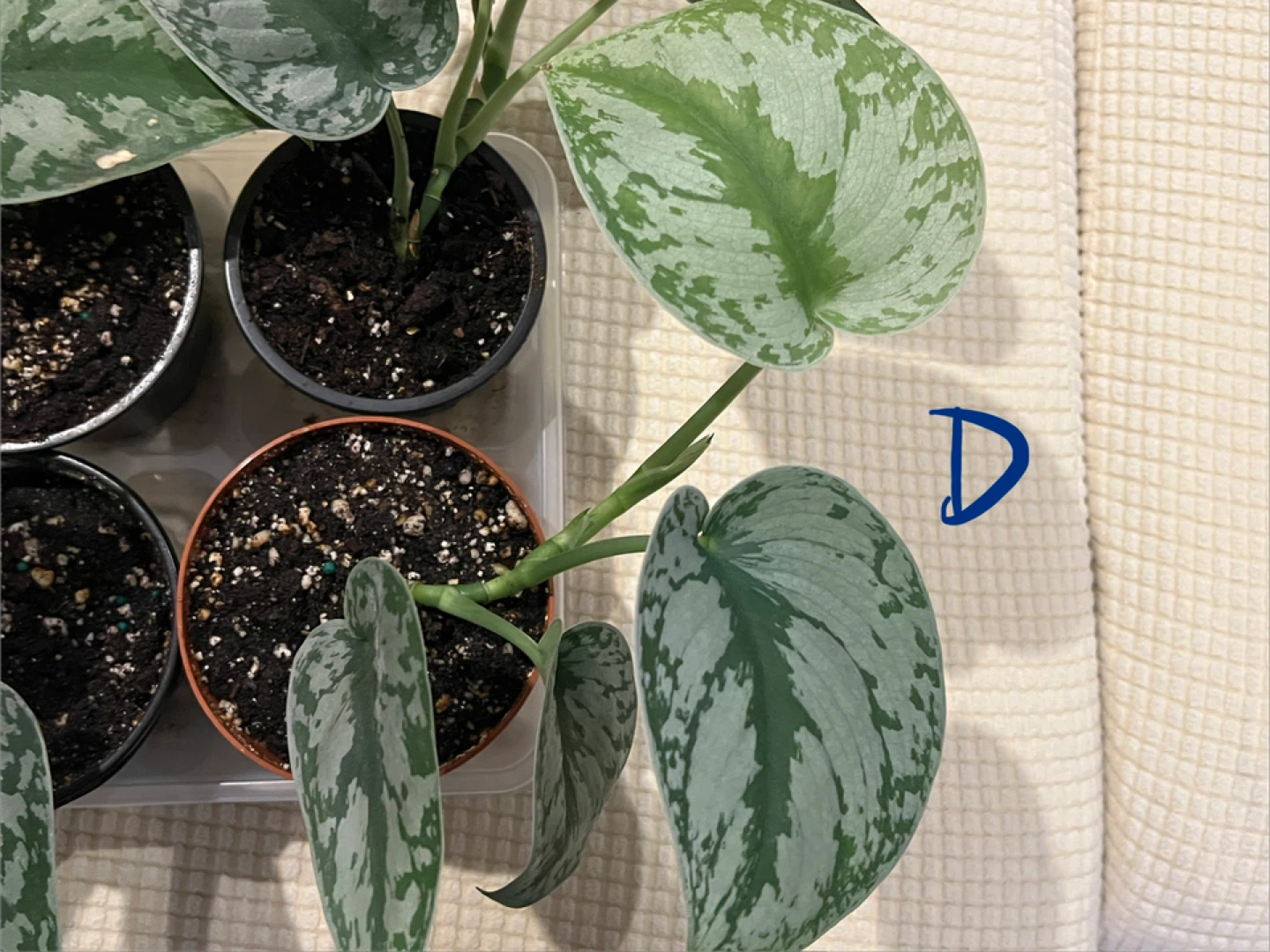 BeautifullyHomeGrown EasyCare ShinySilverPothos ONLY$10 - photo 5