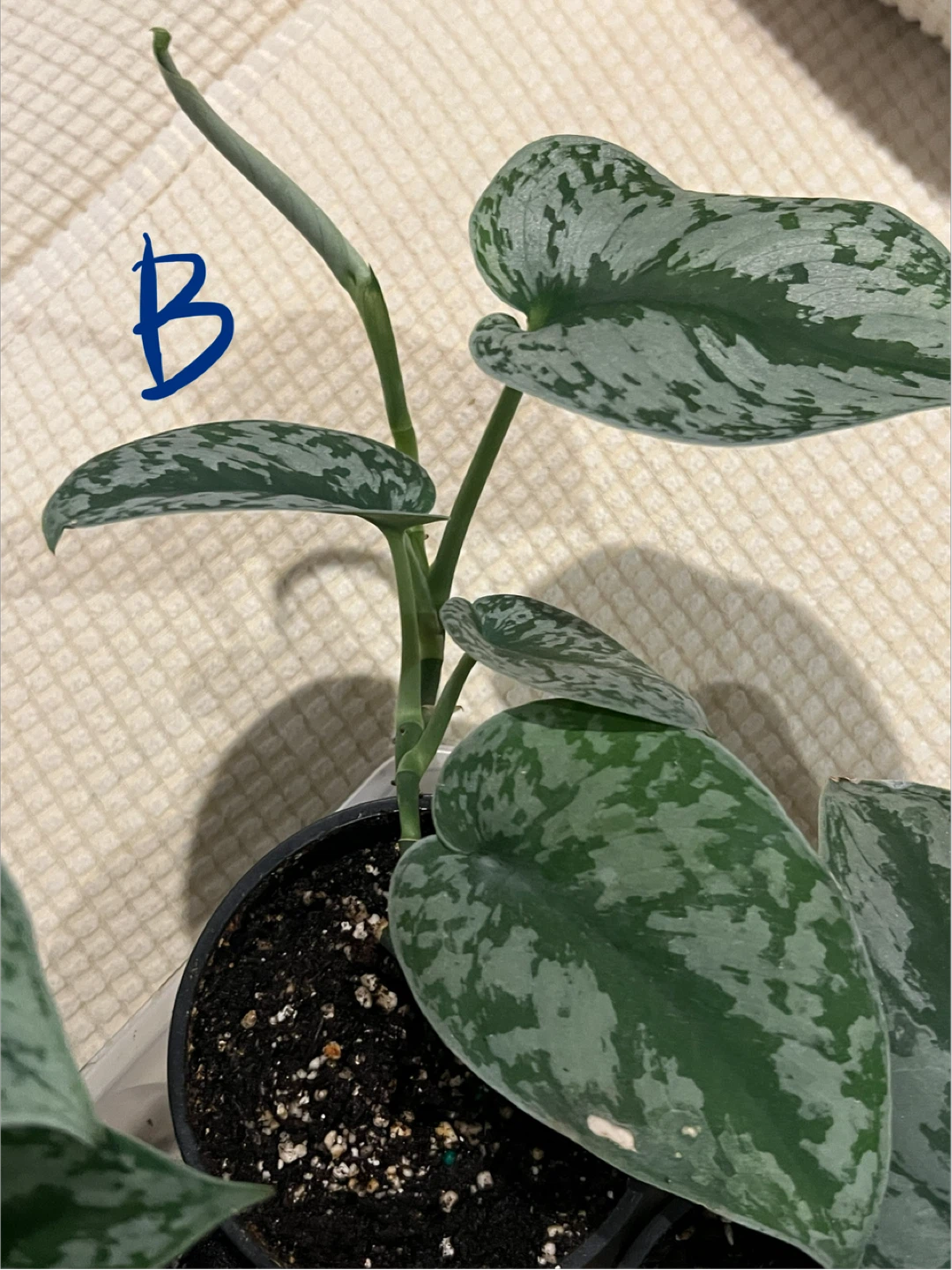 BeautifullyHomeGrown EasyCare ShinySilverPothos ONLY$10 - photo 3