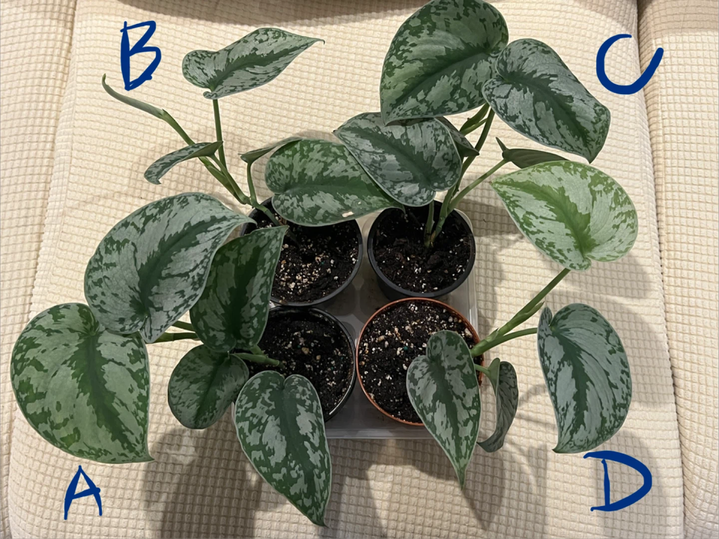 BeautifullyHomeGrown EasyCare ShinySilverPothos ONLY$10 - photo 2