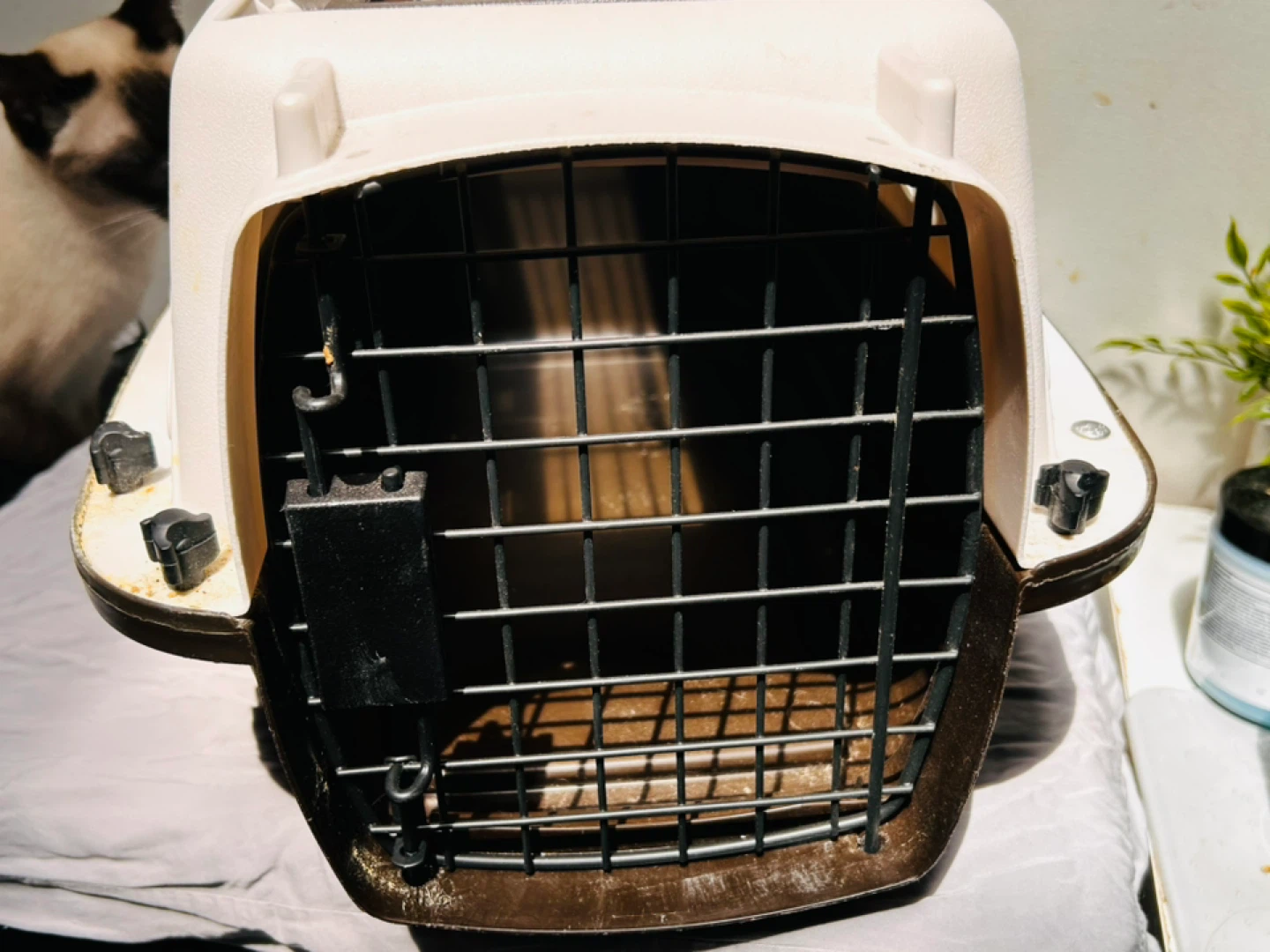 Kitten, puppy or rabbit carrier - photo 2