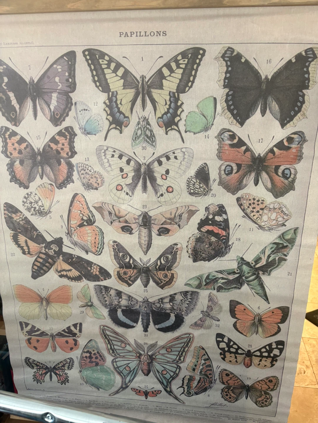 Vintage Butterfly Chart "PAPILLONS" Poster