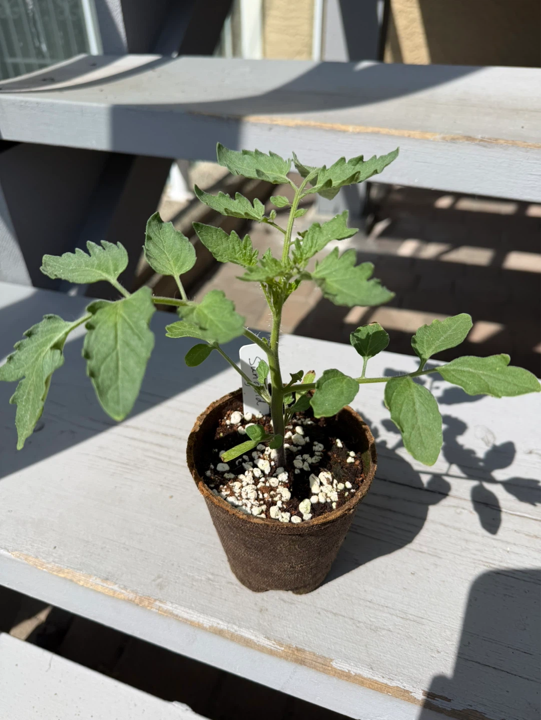 Sungold Cherry Tomato Starter Plant
