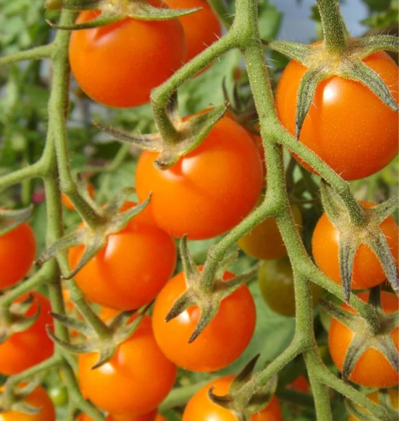Sungold Cherry Tomato Starter Plant - photo 3