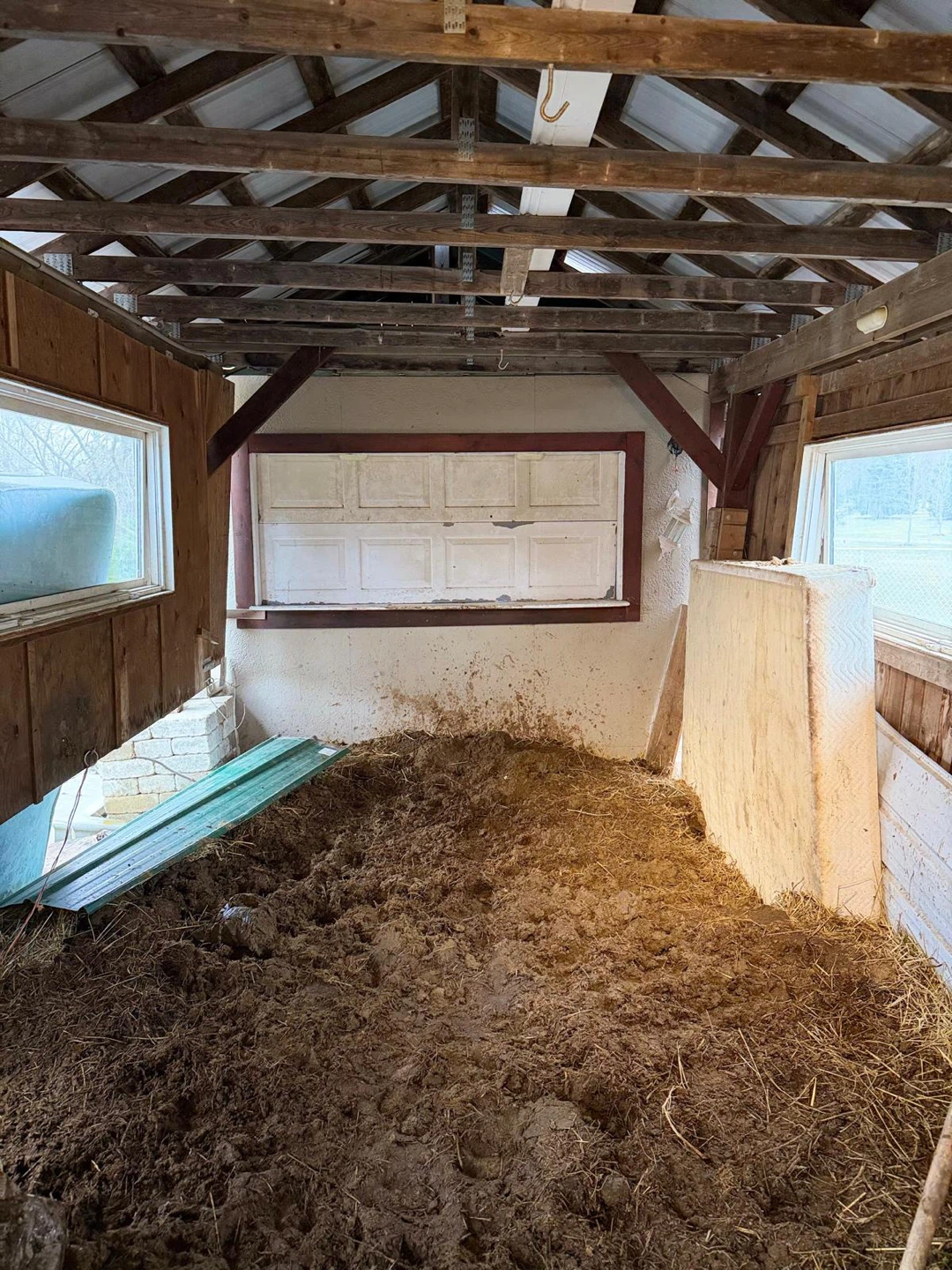 Cow manure for garden use