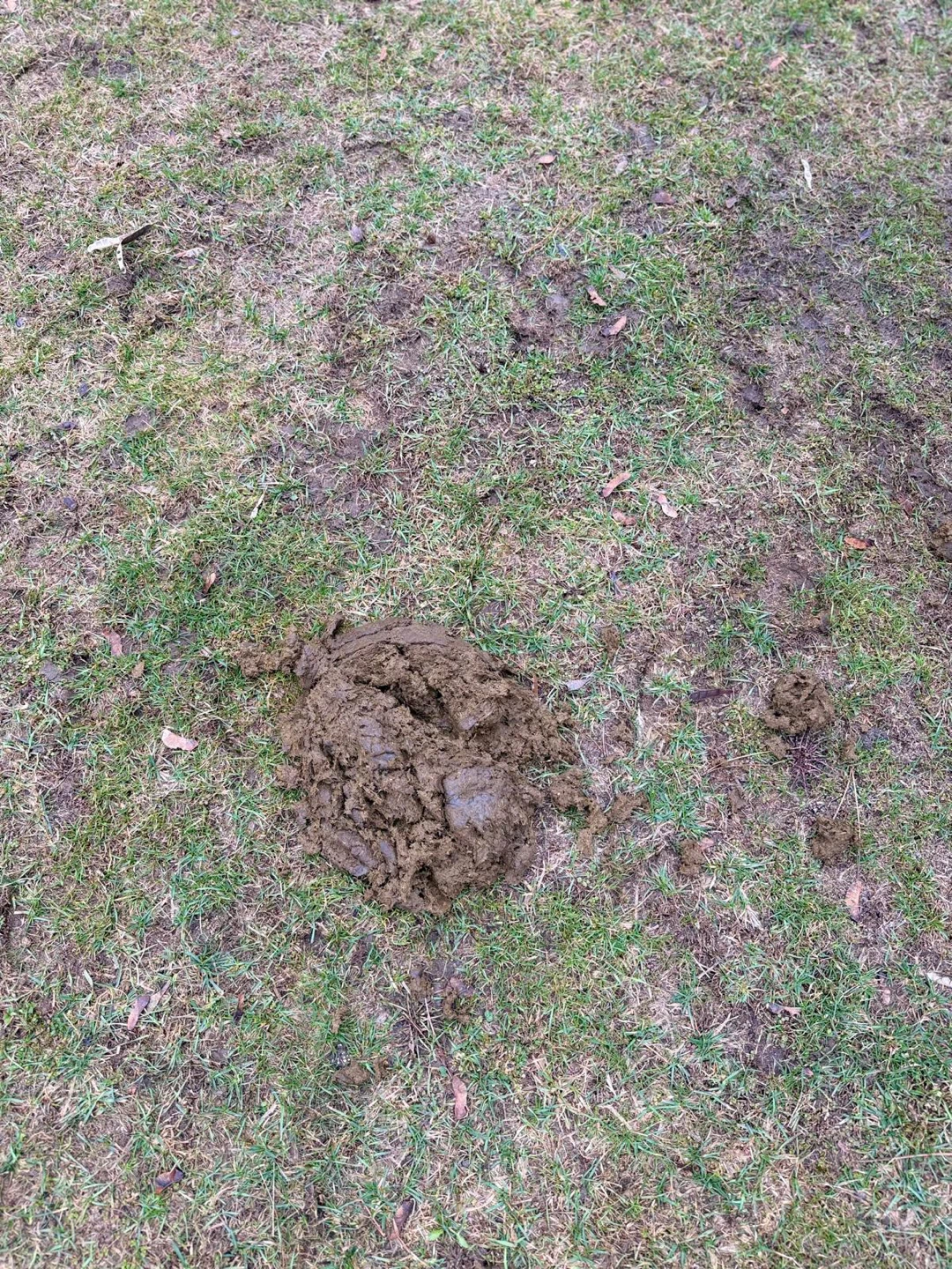 Cow manure for garden use - photo 3