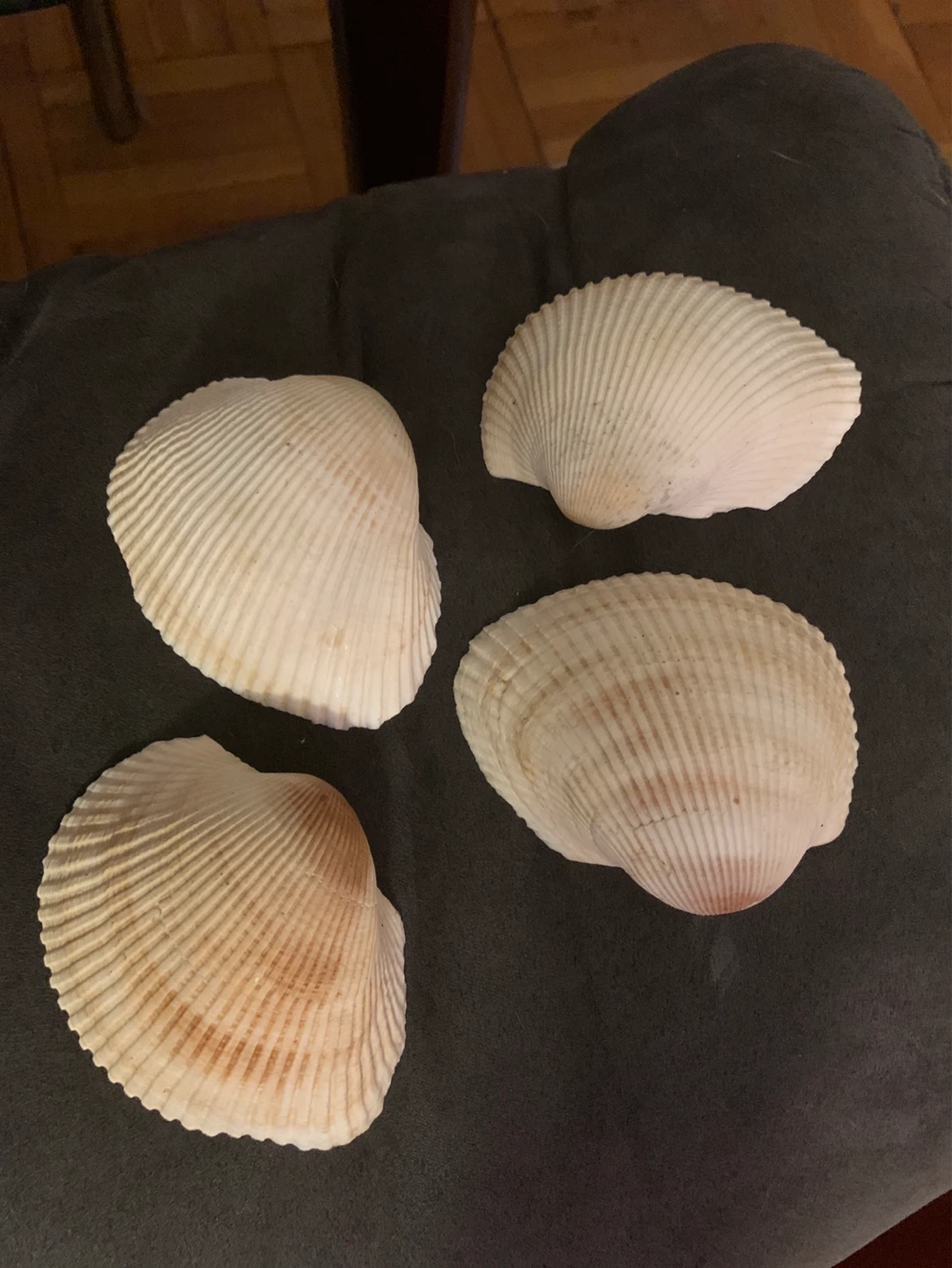 Set of 4 Seashells