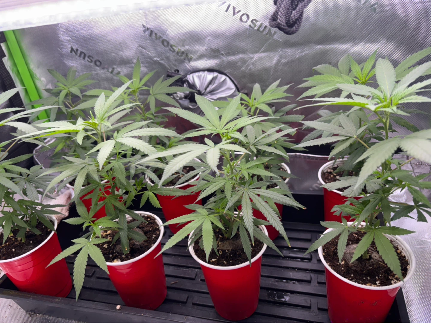 Plants. Clones  seeds - photo 4