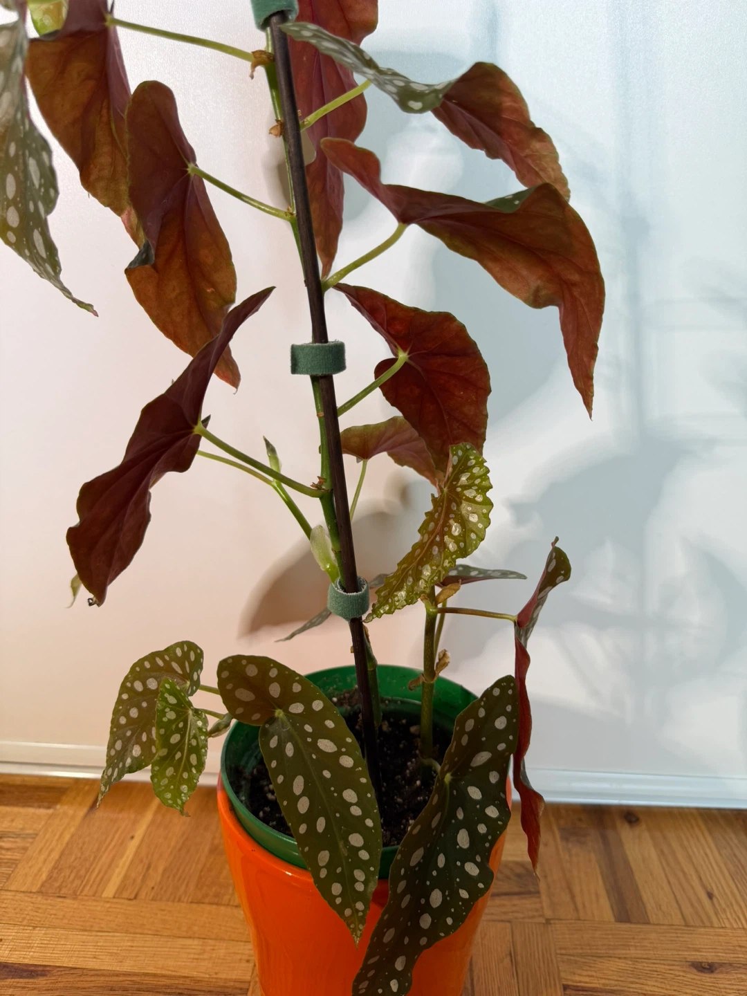 Begonia Maculata with an Orange Pot - photo 2