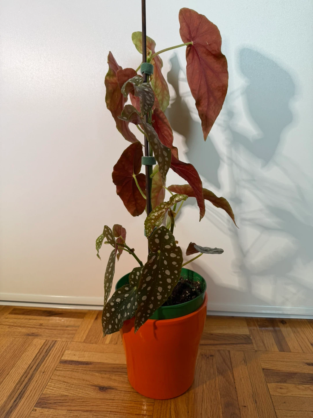 Begonia Maculata with an Orange Pot - photo 3