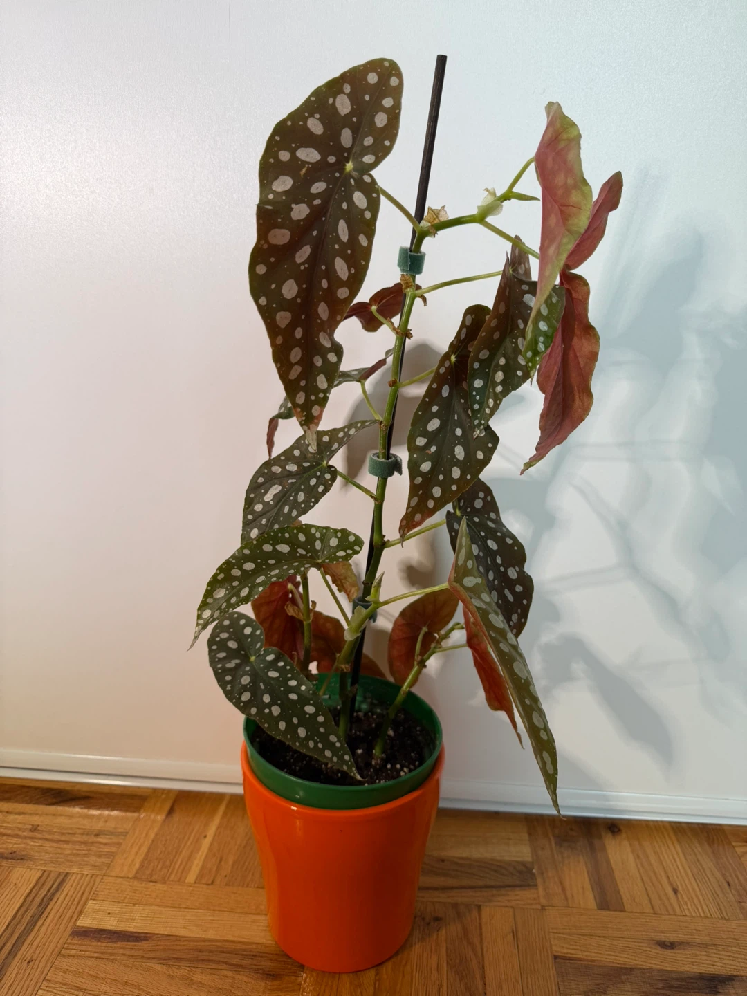 Begonia Maculata with an Orange Pot