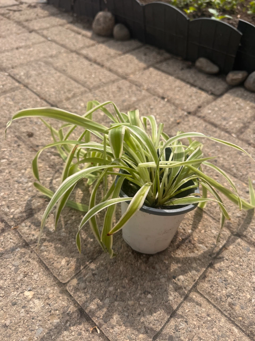 Spider Plant - photo 2