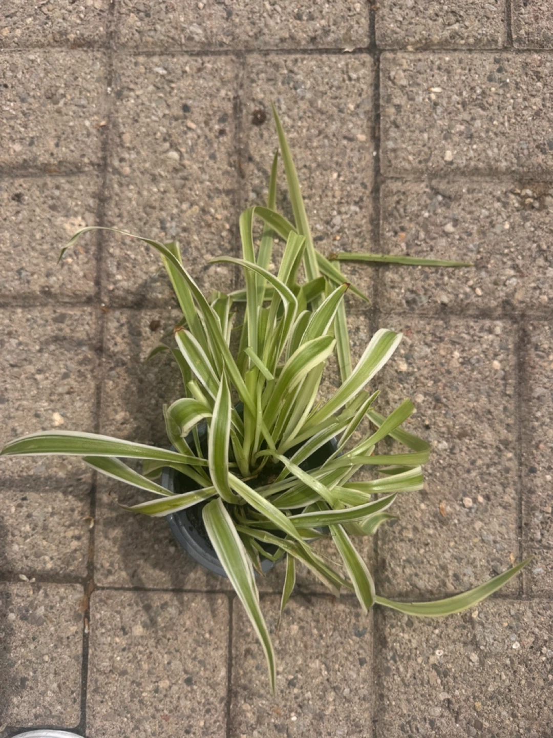 Spider Plant