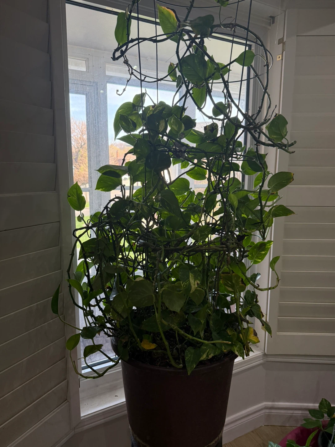 Pothos Plant with Trellis - photo 5