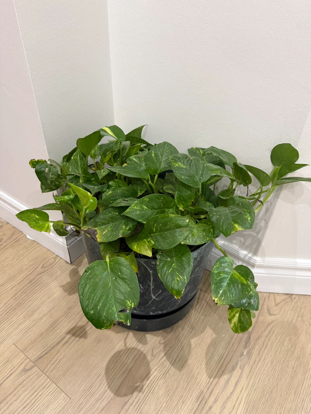 Pothos Plant with Trellis - photo 3