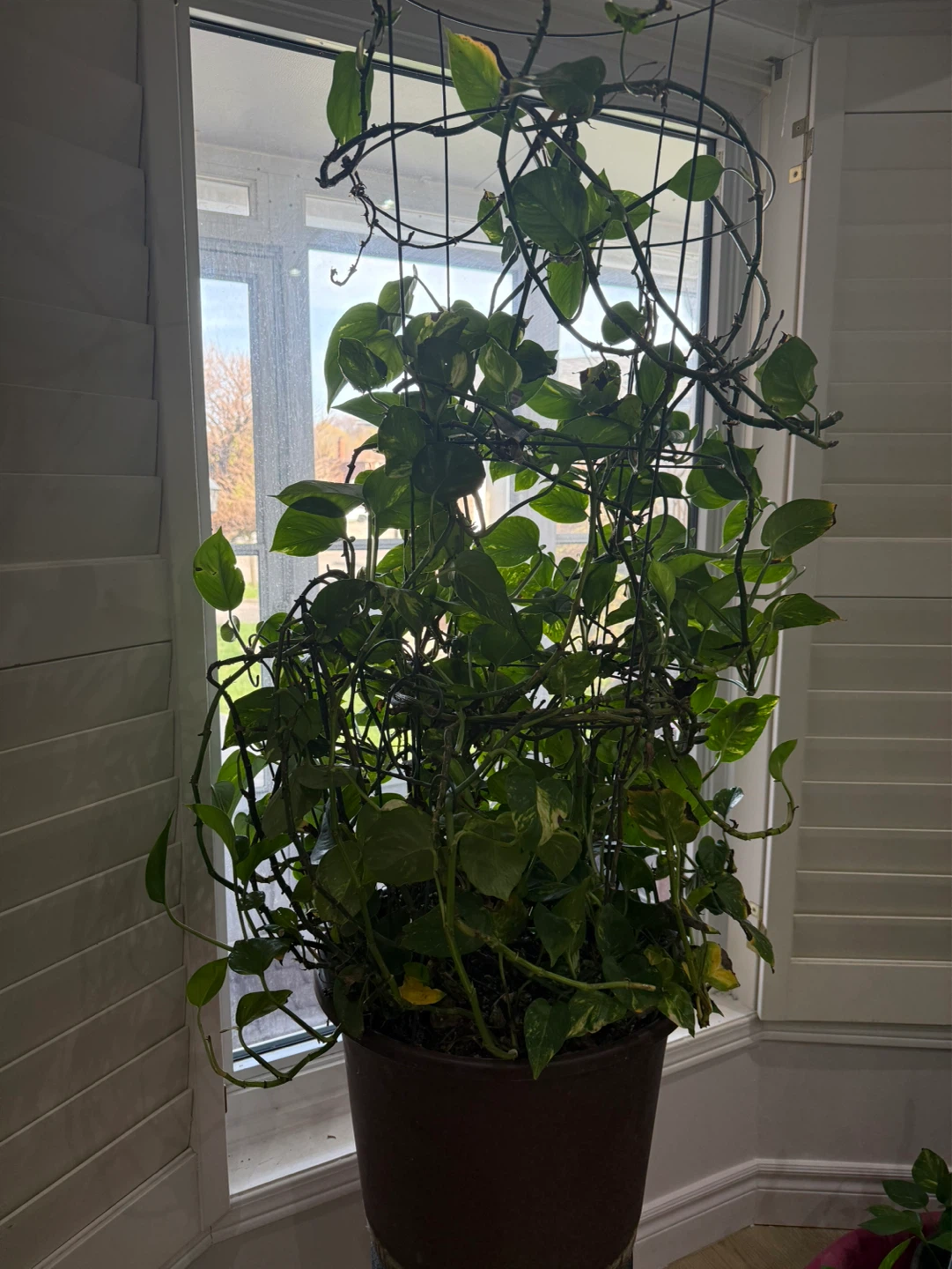 Pothos Plant with Trellis - photo 4