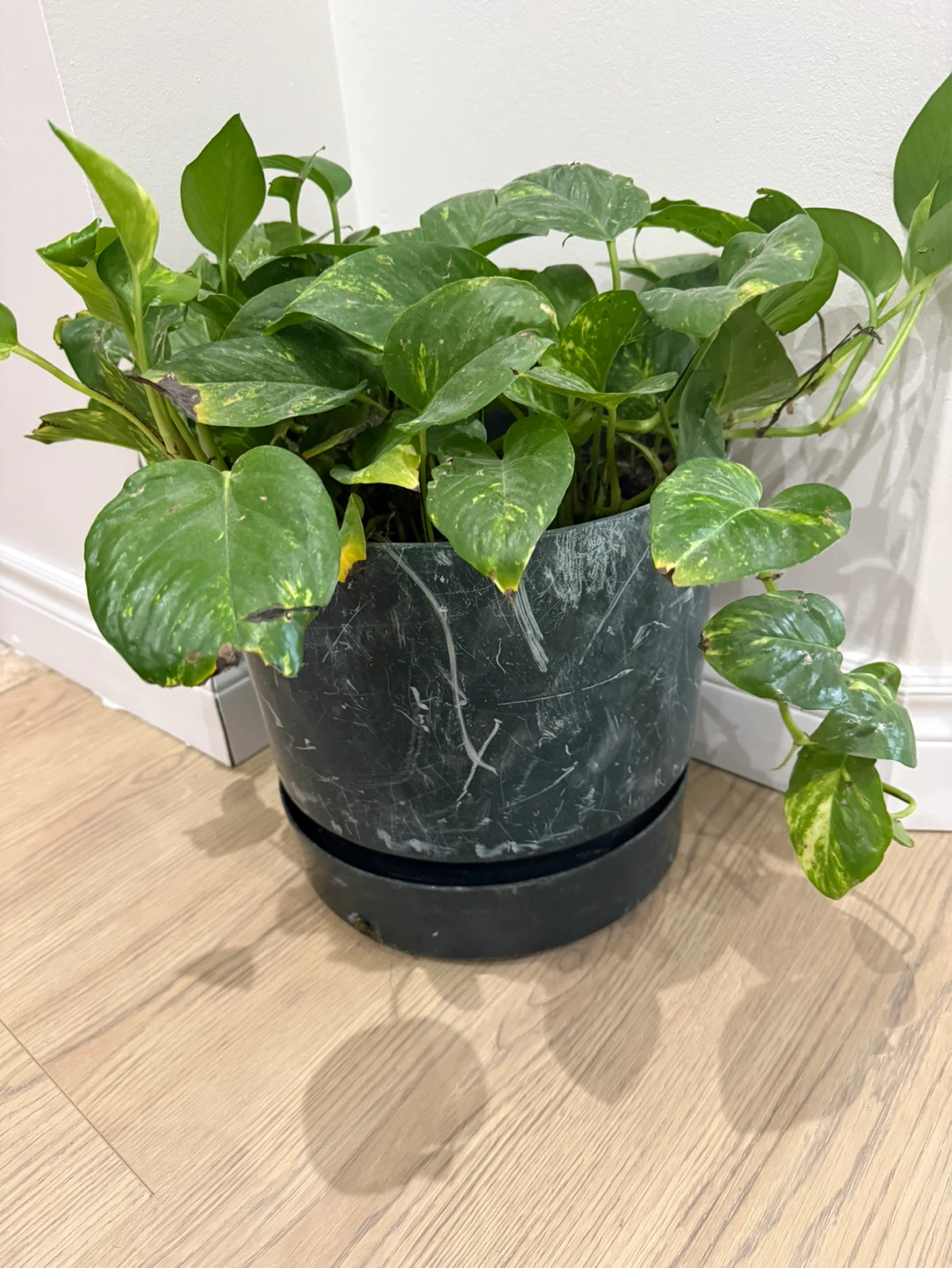 Pothos Plant with Trellis