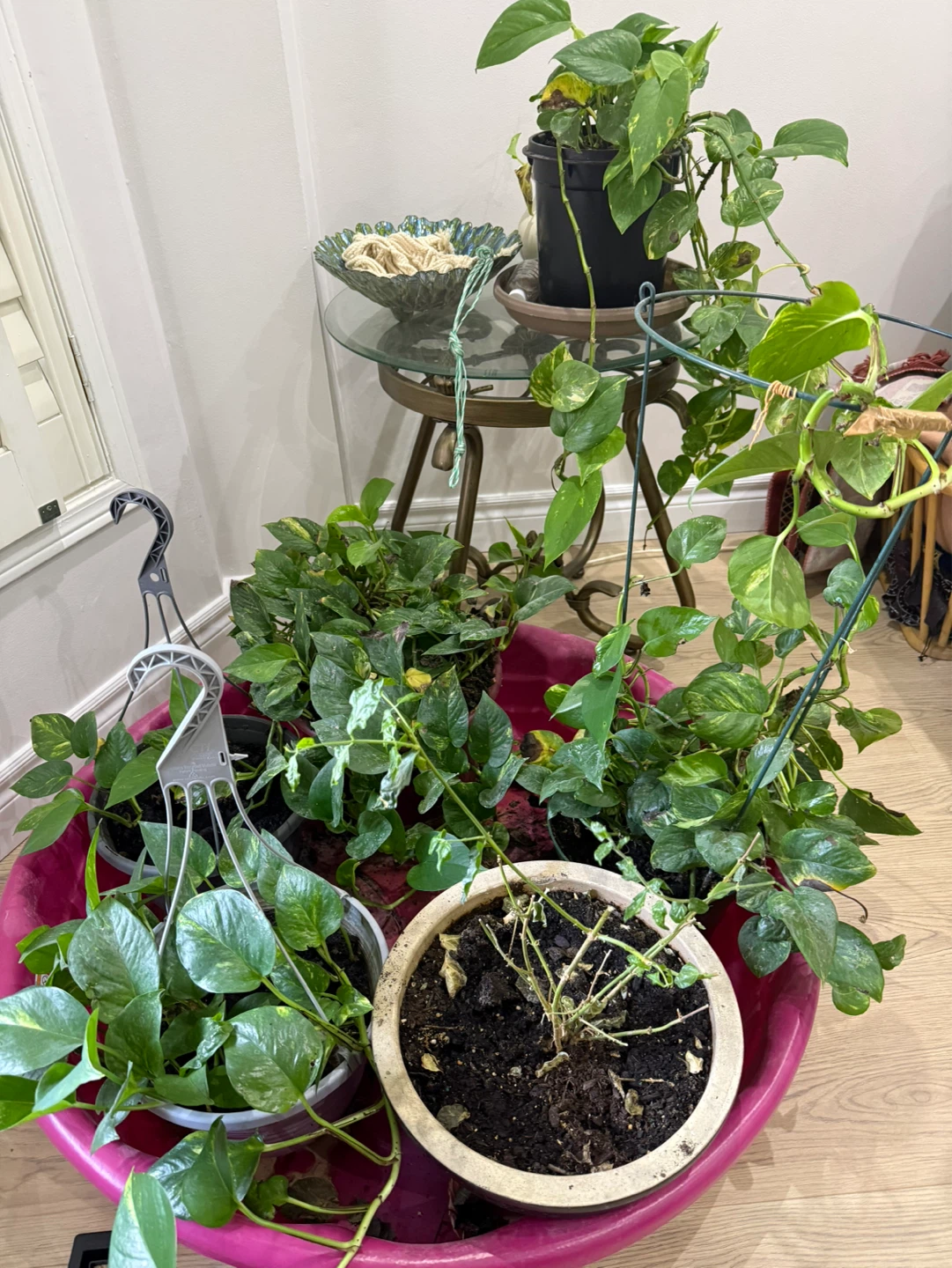 Pothos Plant with Trellis - photo 2