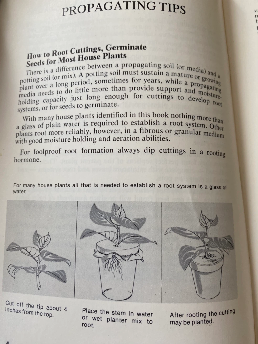 1976 Houseplant Multiplying - photo 4