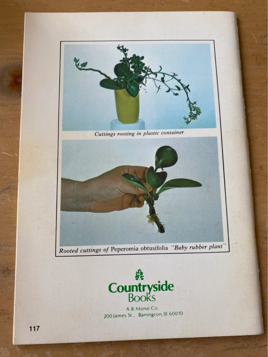 1976 Houseplant Multiplying - photo 2