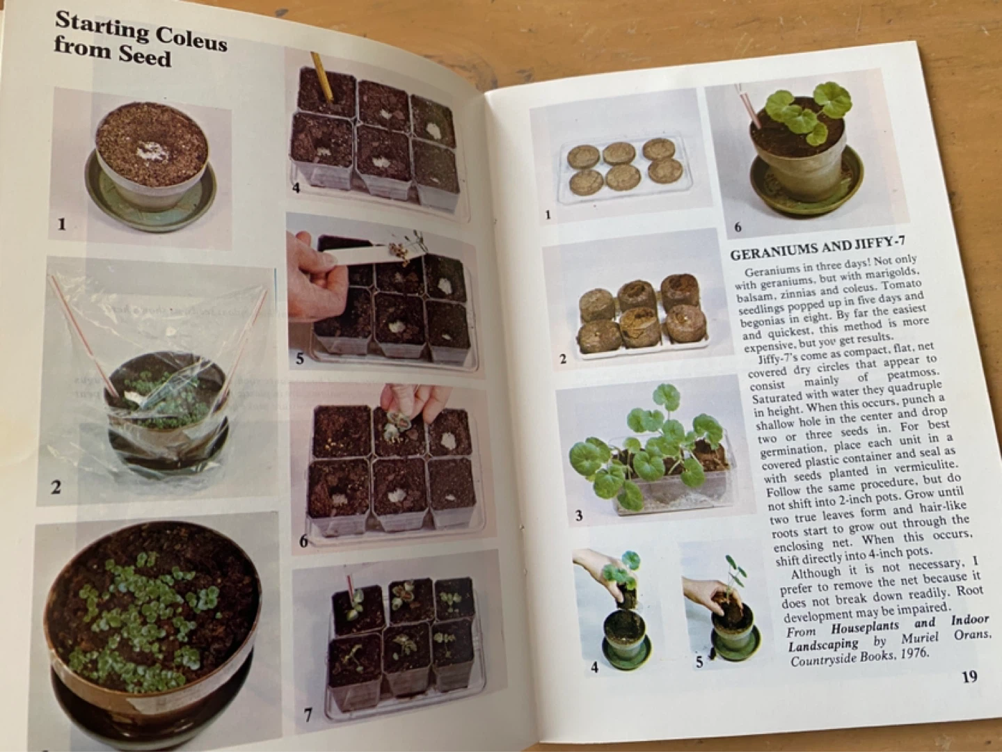 1976 Houseplant Multiplying - photo 5