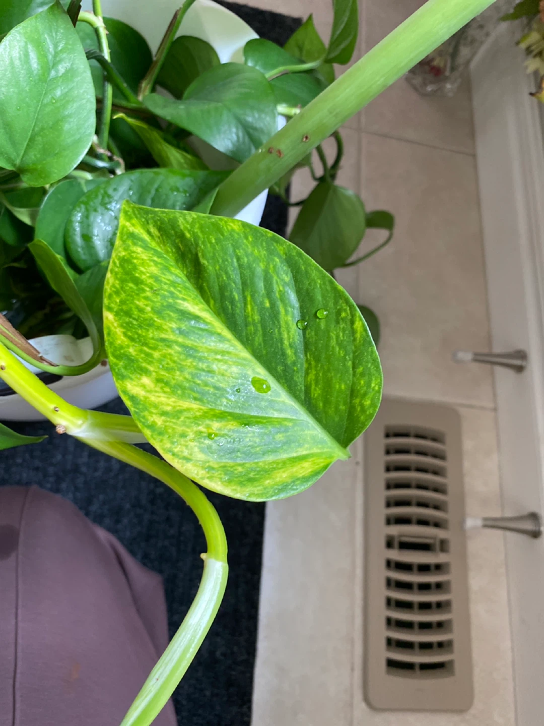 Pothas plant cutting - photo 3