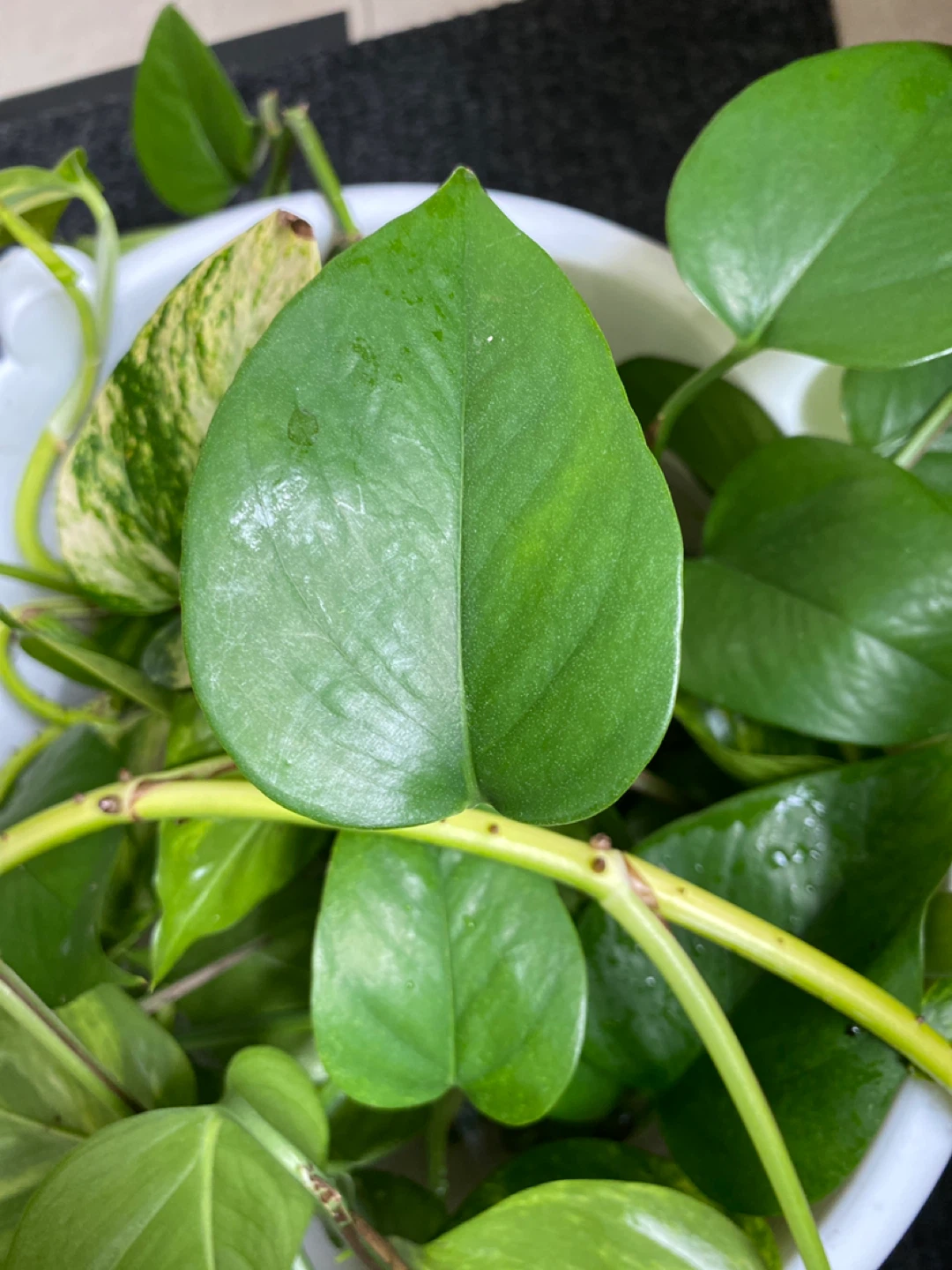 Pothas plant cutting - photo 5